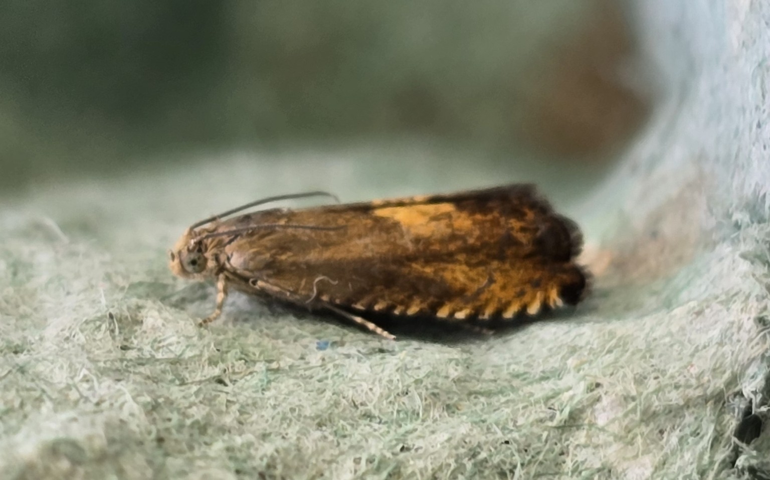 Photo of Sycamore Piercer (Pammene aurita)